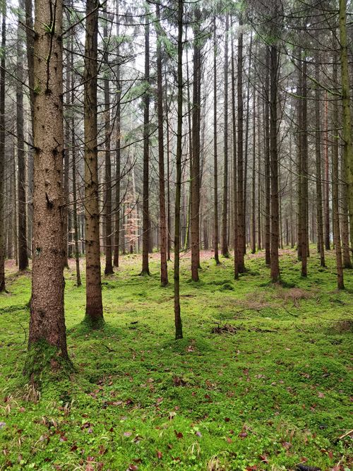 Free Calm forest scene with tall pine trees and green undergrowth in a lush environment. Stock Photo