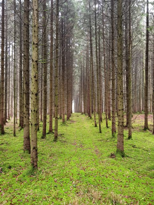 Free Serene forest path lined with tall pine trees and a lush green floor, perfect for nature lovers. Stock Photo