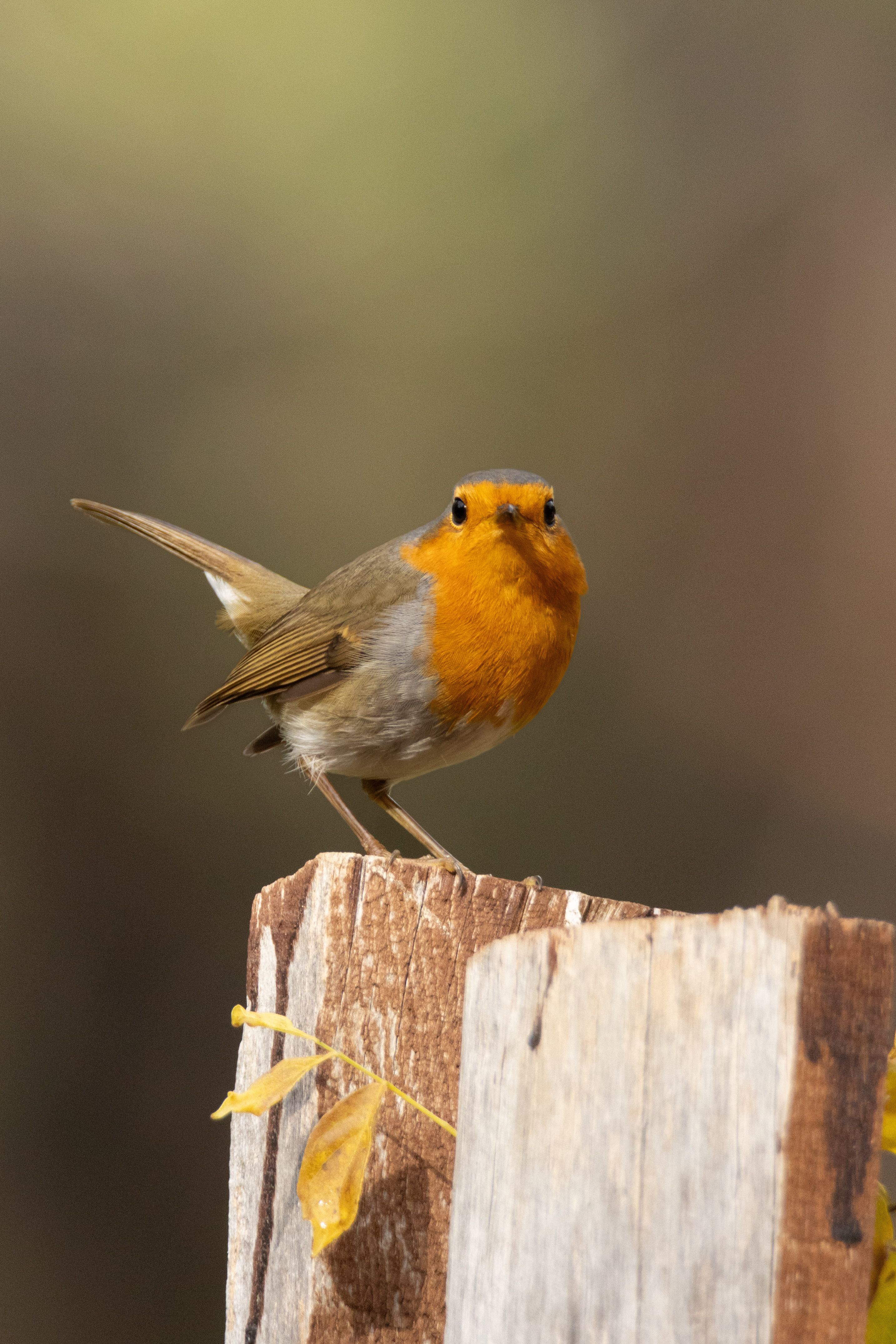 European Robin Perched on Weathered Wood Fence · Free Stock Photo