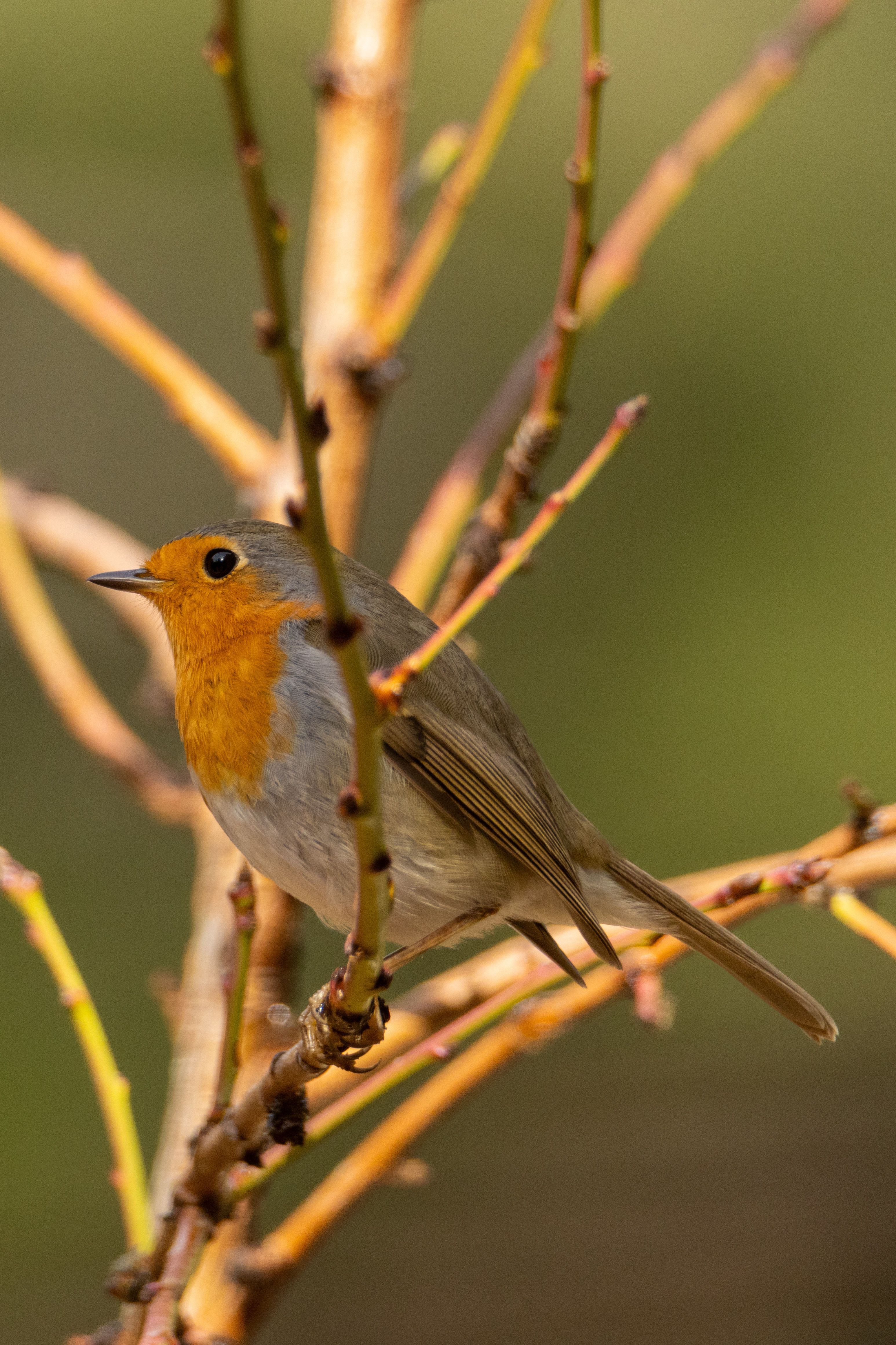 Bright European Robin perched on a branch, basking in sunlight, against a blurred natural background.