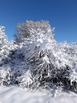 Beautiful snow-covered trees under a bright blue sky, capturing a serene winter landscape.