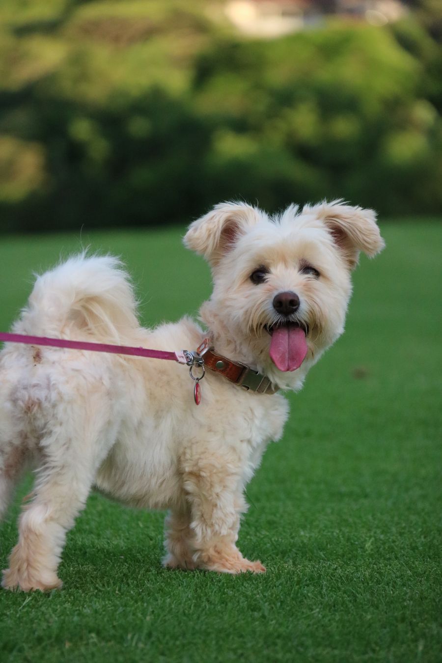 Cute fluffy dog enjoying a healthy outdoor walk