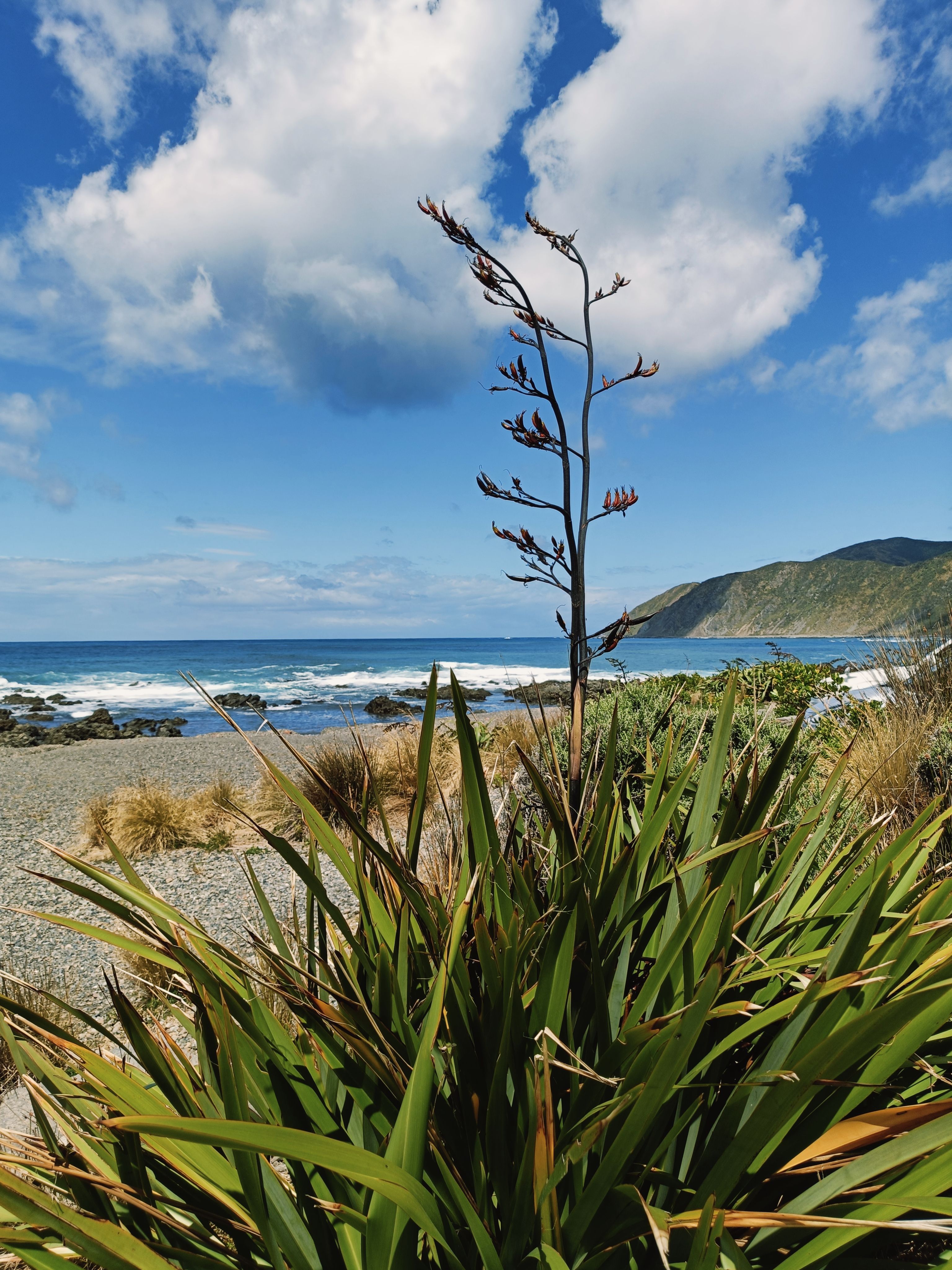 Scenic view of Wellington's coastline with native plants and clear blue skies.