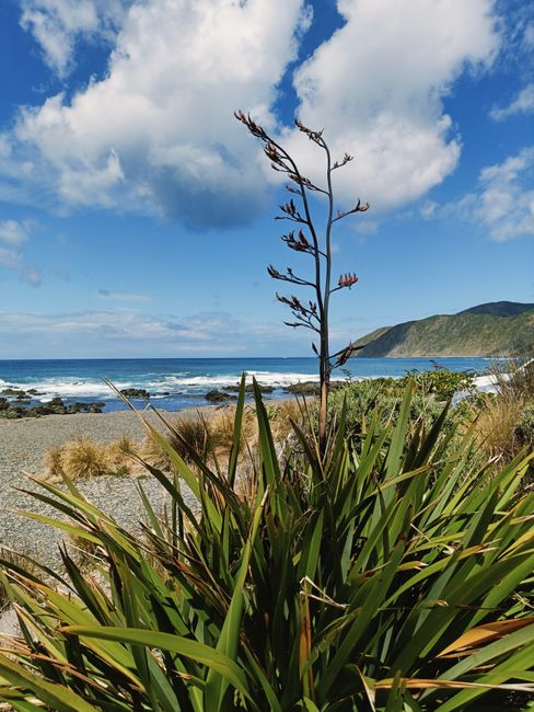 Photo by Anna A on Pexels Scenic view of Wellington's coastline with native plants and clear blue skies.