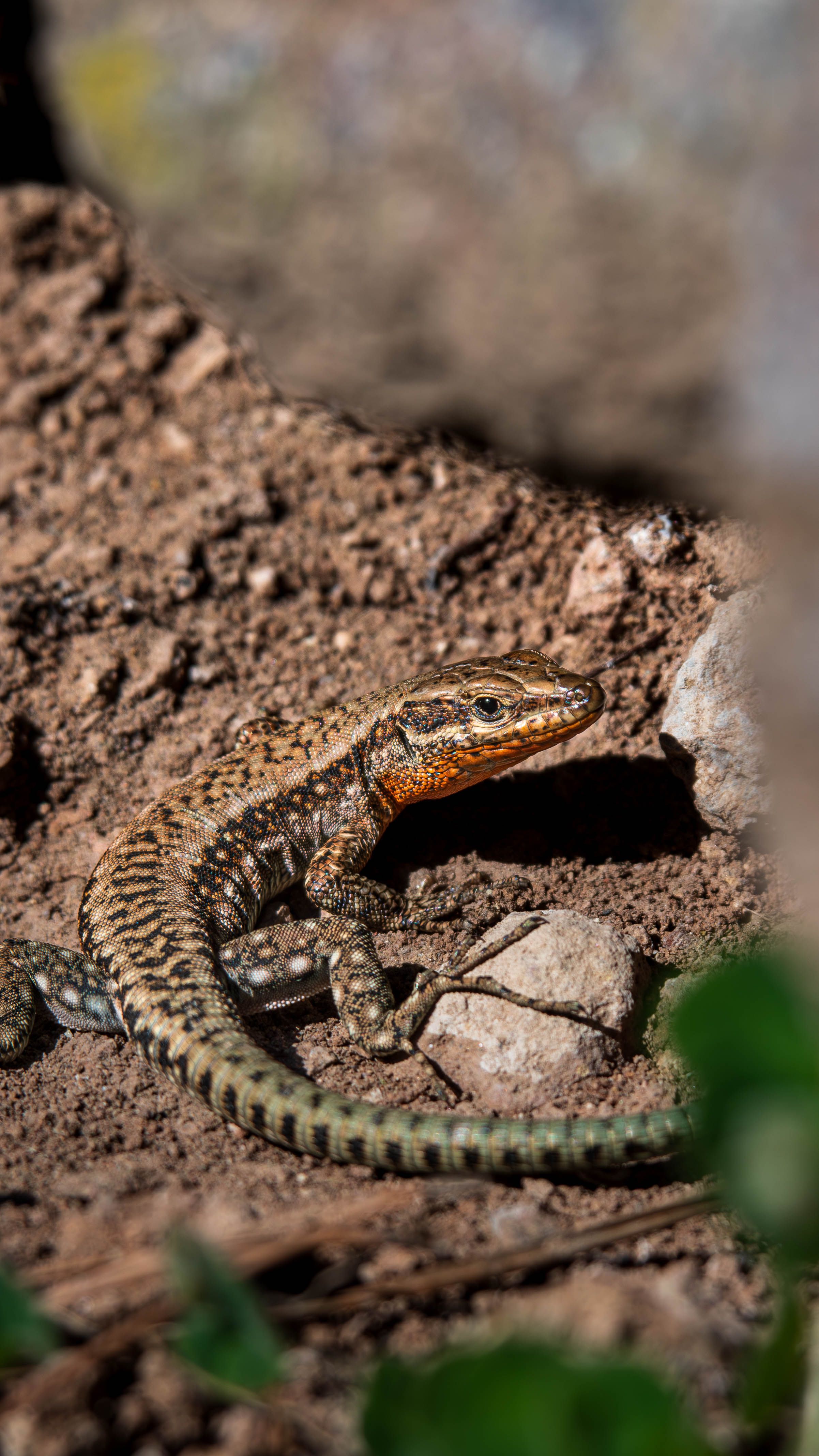 A detailed shot of a lizard basking on rocky terrain, highlighting its texture and markings.