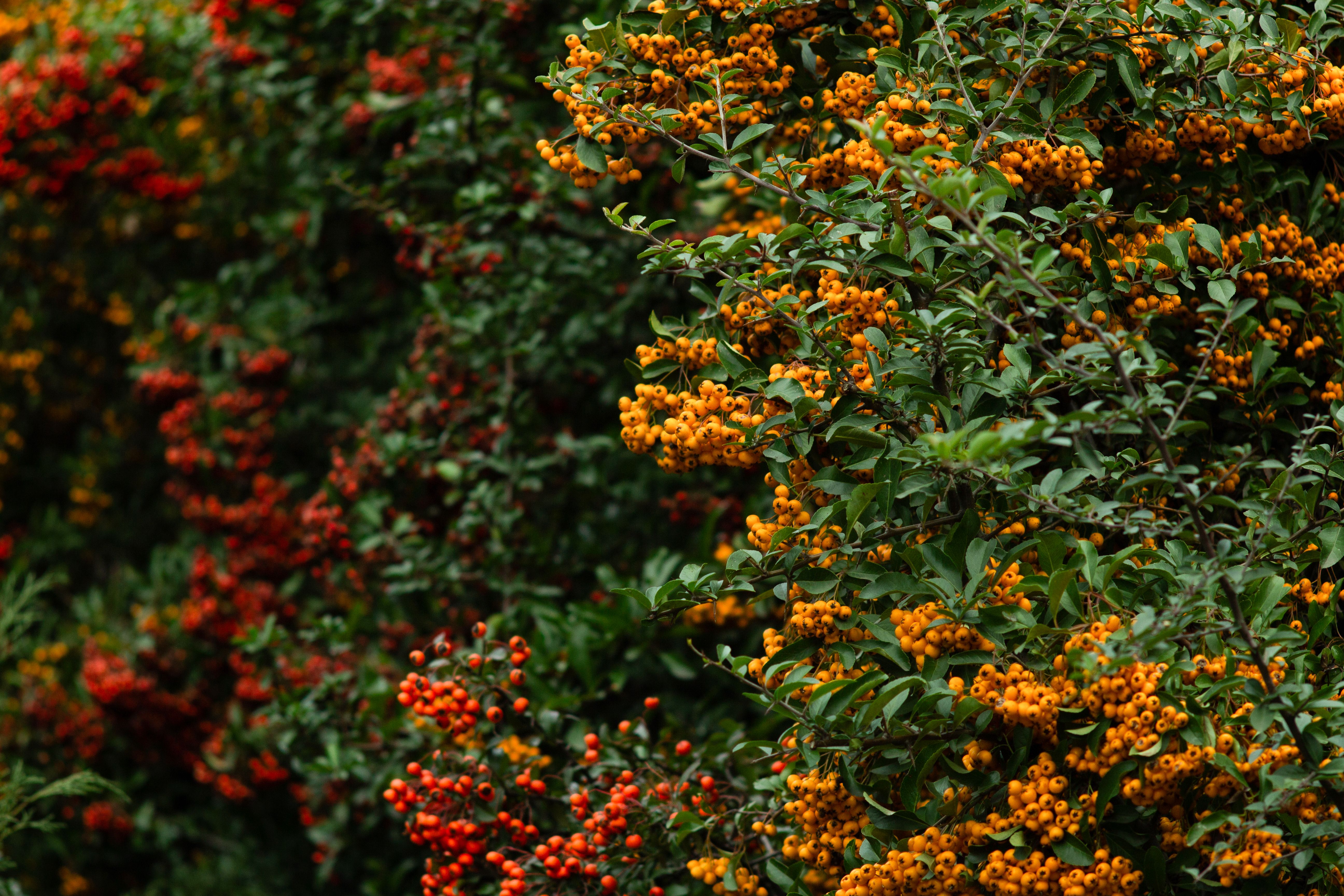 Gratuit Gros plan sur des baies de pyracantha aux couleurs orange et rouge éclatantes, sur un feuillage vert vif. Photos