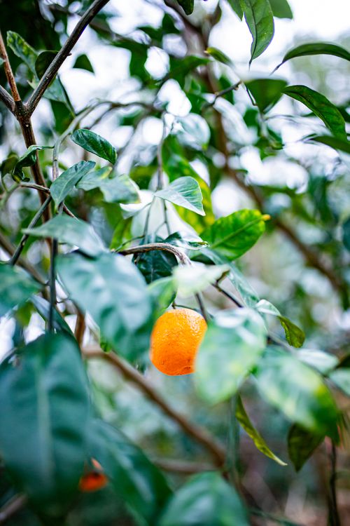 Free stock photo of florida, fruit tree, orange Stock Photo