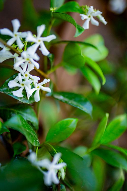 Free stock photo of jasmine, trellis, vines Stock Photo