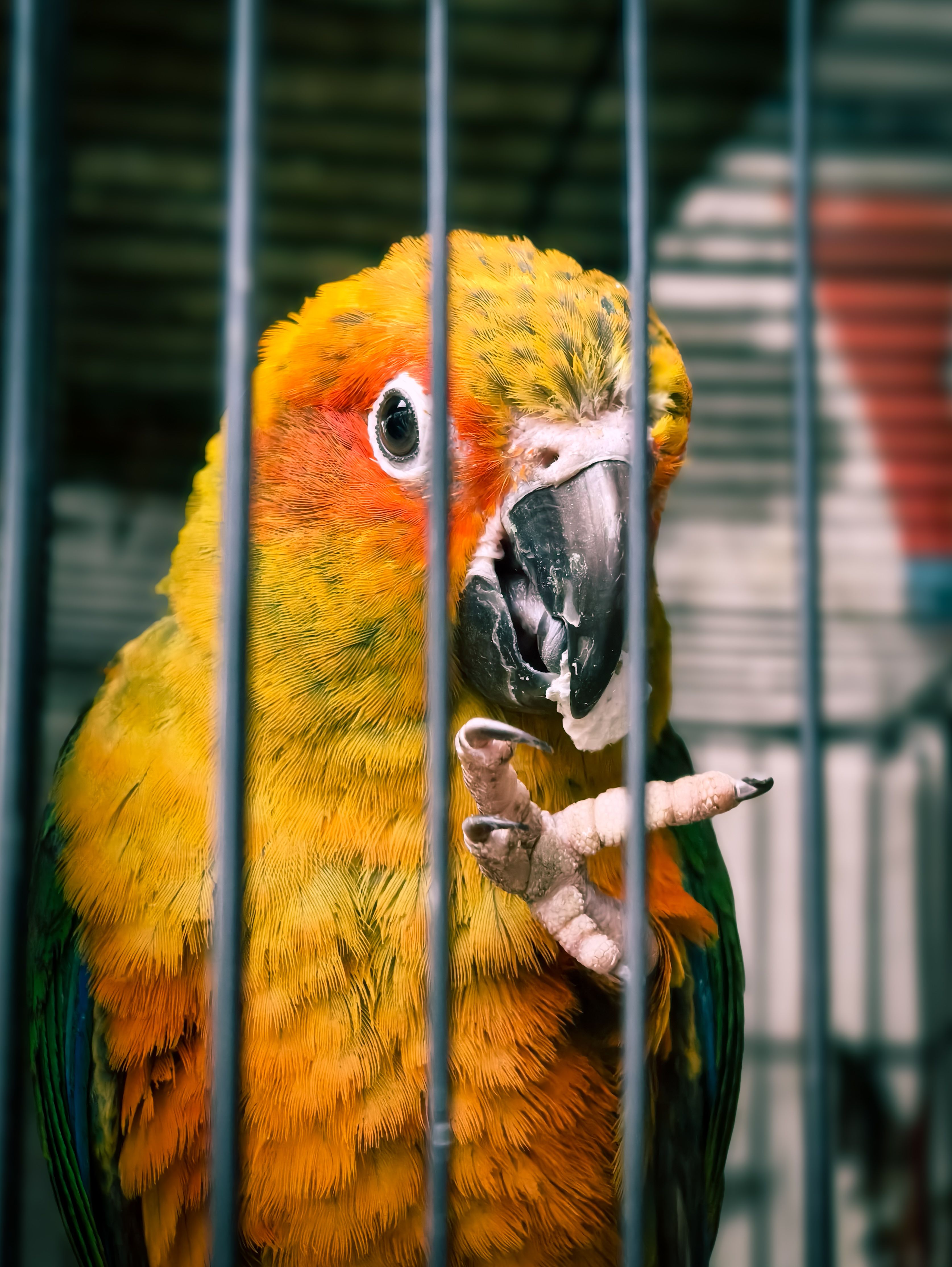 Vivid Parrot in a Cage with Colorful Plumage · Free Stock Photo