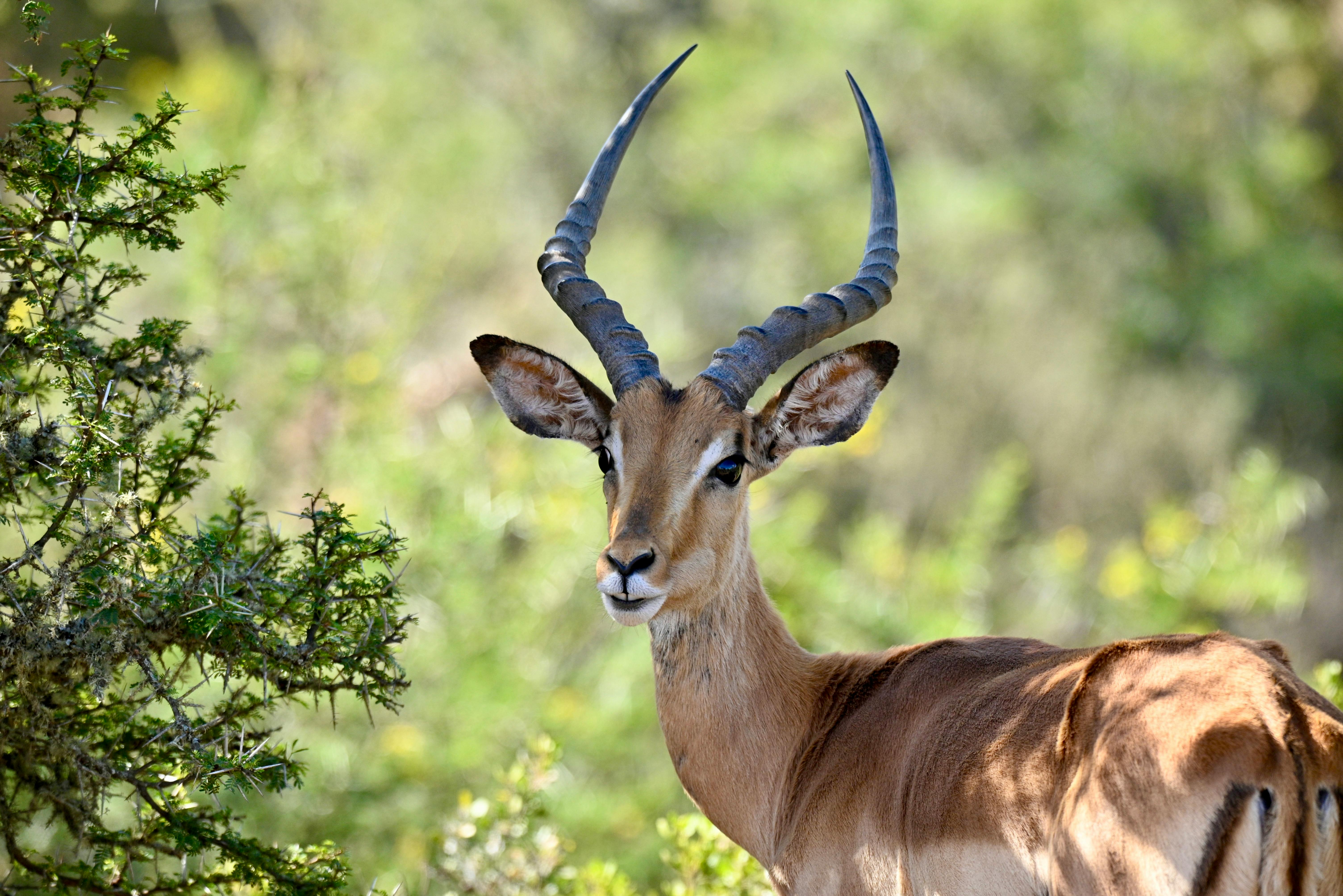Gratuit Une magnifique antilope impala capturée dans son milieu naturel, illustrant la beauté de l'habitat naturel de l'Afrique du Sud. Photos