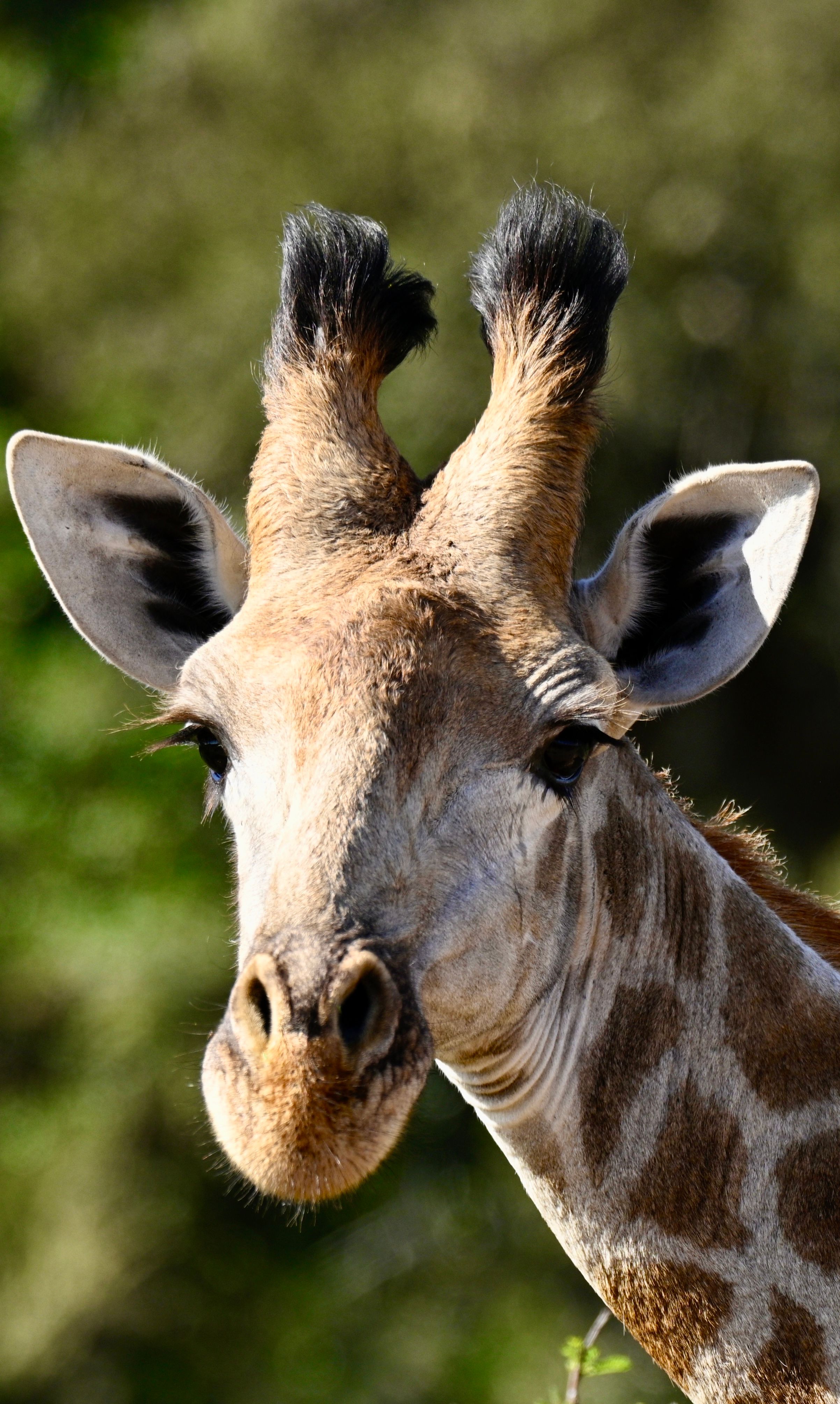 Giraffe Close-Up in African Wildlife Habitat · Free Stock Photo