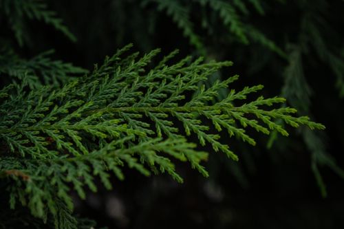 Free A detailed macro shot of a vibrant green cypress branch, showcasing its texture. Stock Photo