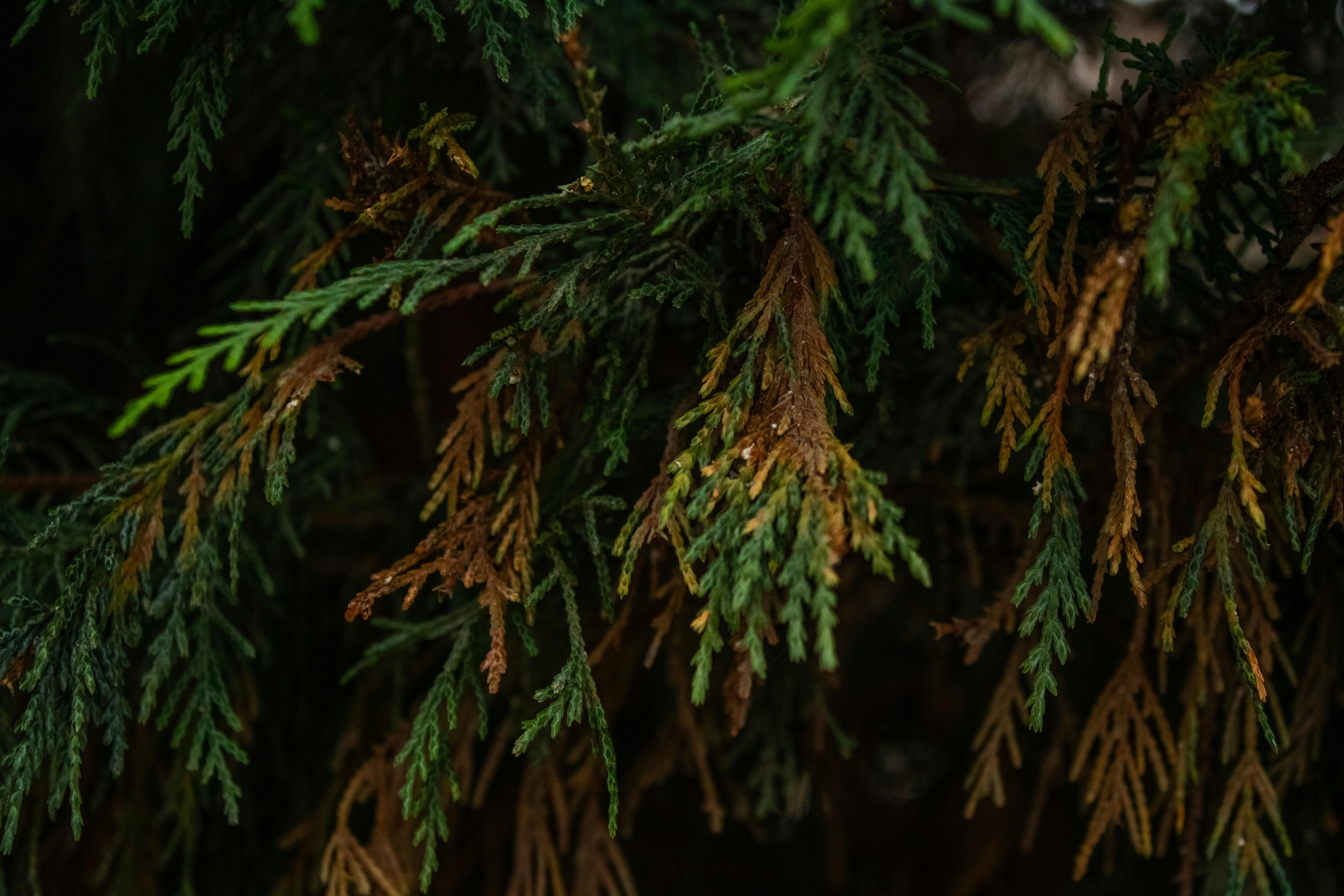 Unexpected Benefits of Plant Essences