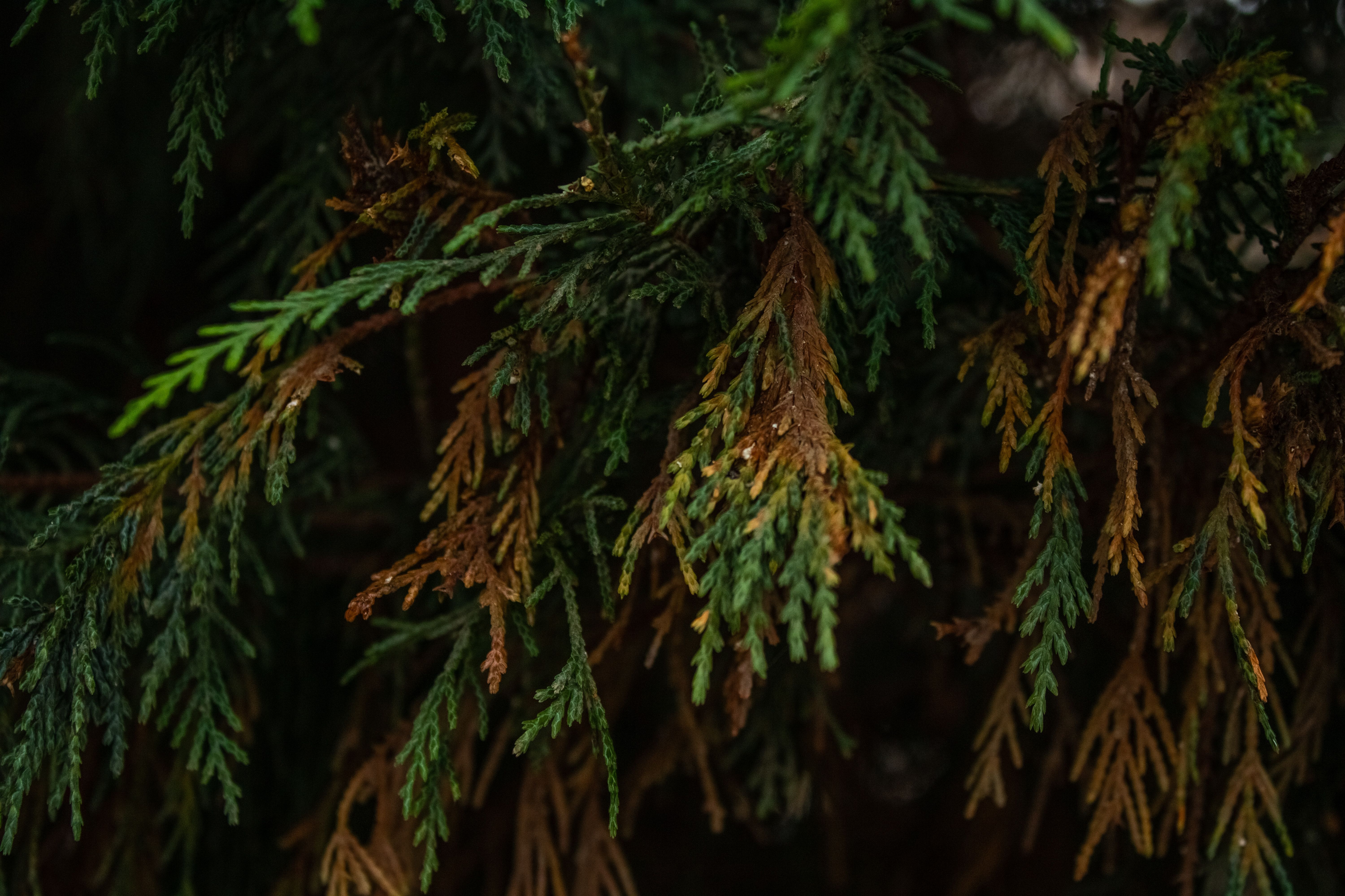 Close-Up of Evergreen Foliage in Natural Light · Free Stock Photo