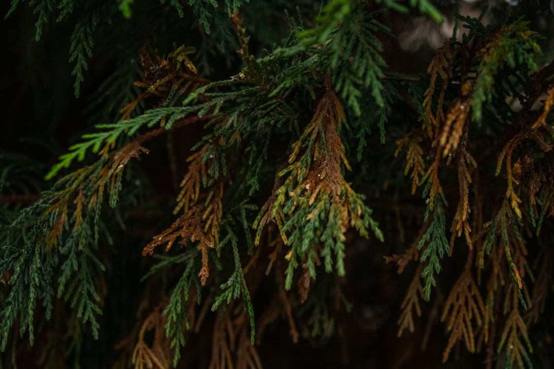 Close-Up of Evergreen Foliage in Natural Light · Free Stock Photo