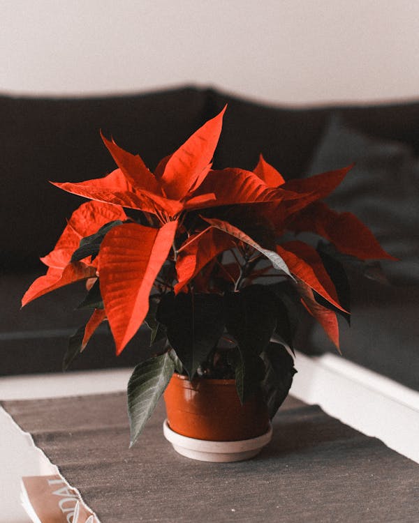 Red Leaves Plant on Brown Pot