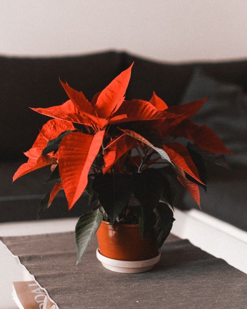 Free A vibrant poinsettia plant with red leaves in a pot decorates a modern interior. Stock Photo