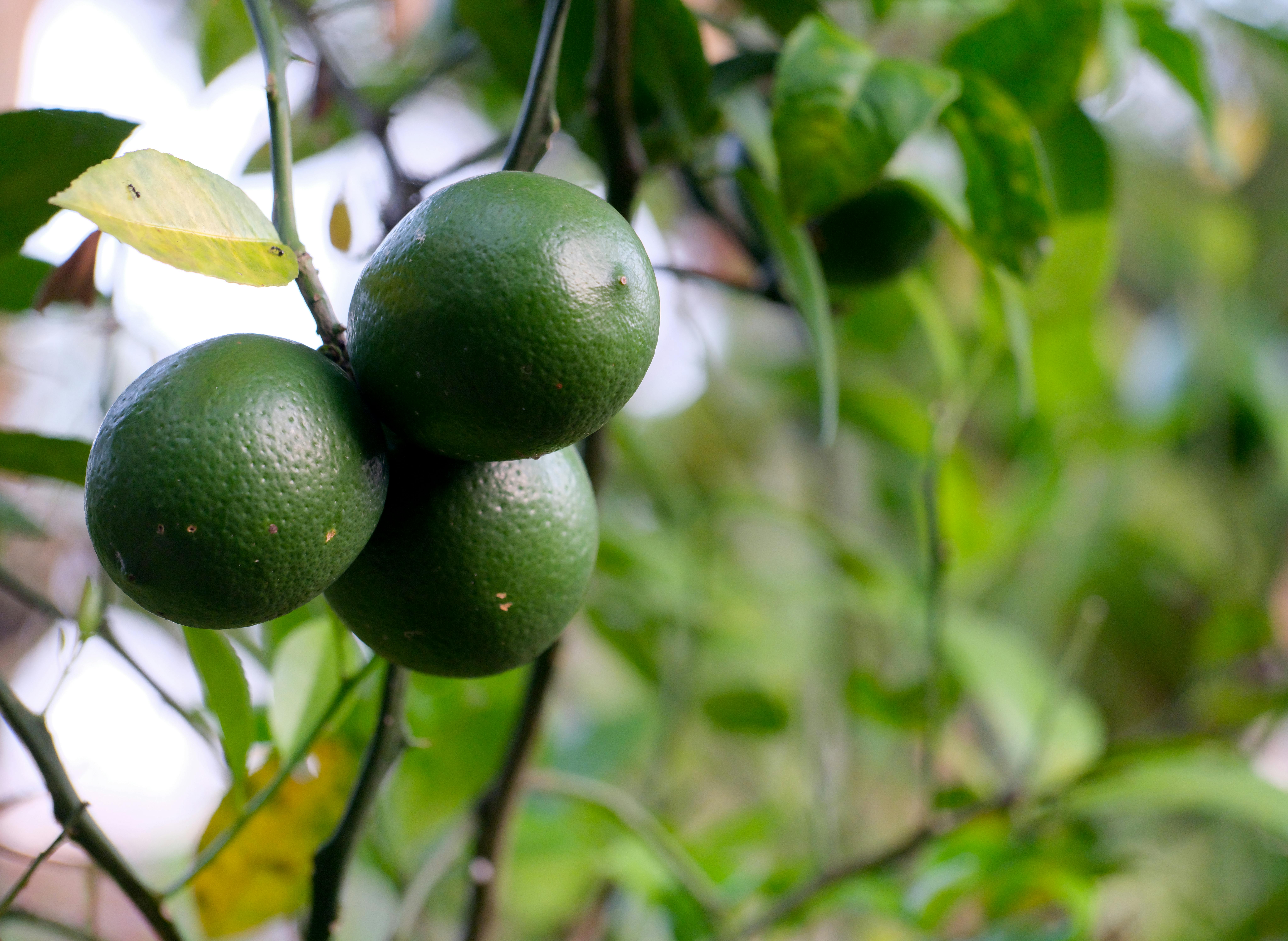 From Nature to Bottle: The Art of Sourcing Botanical Ingredients