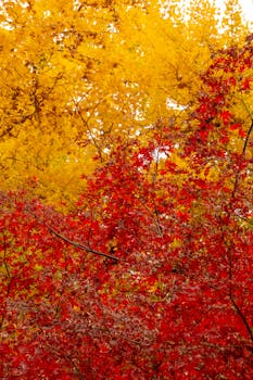 Stunning autumn foliage featuring vibrant red and yellow leaves in Shinjuku City, Tokyo.
