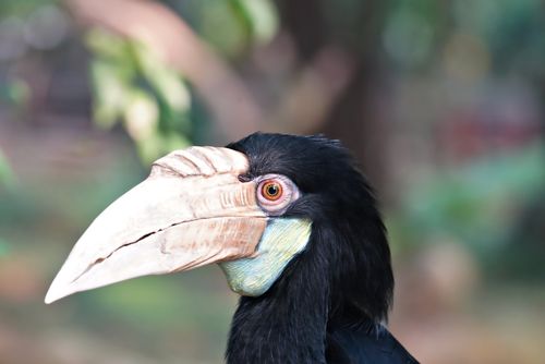 Free Detailed close-up of a black hornbill bird with a stunning beak and vibrant eye. Stock Photo
