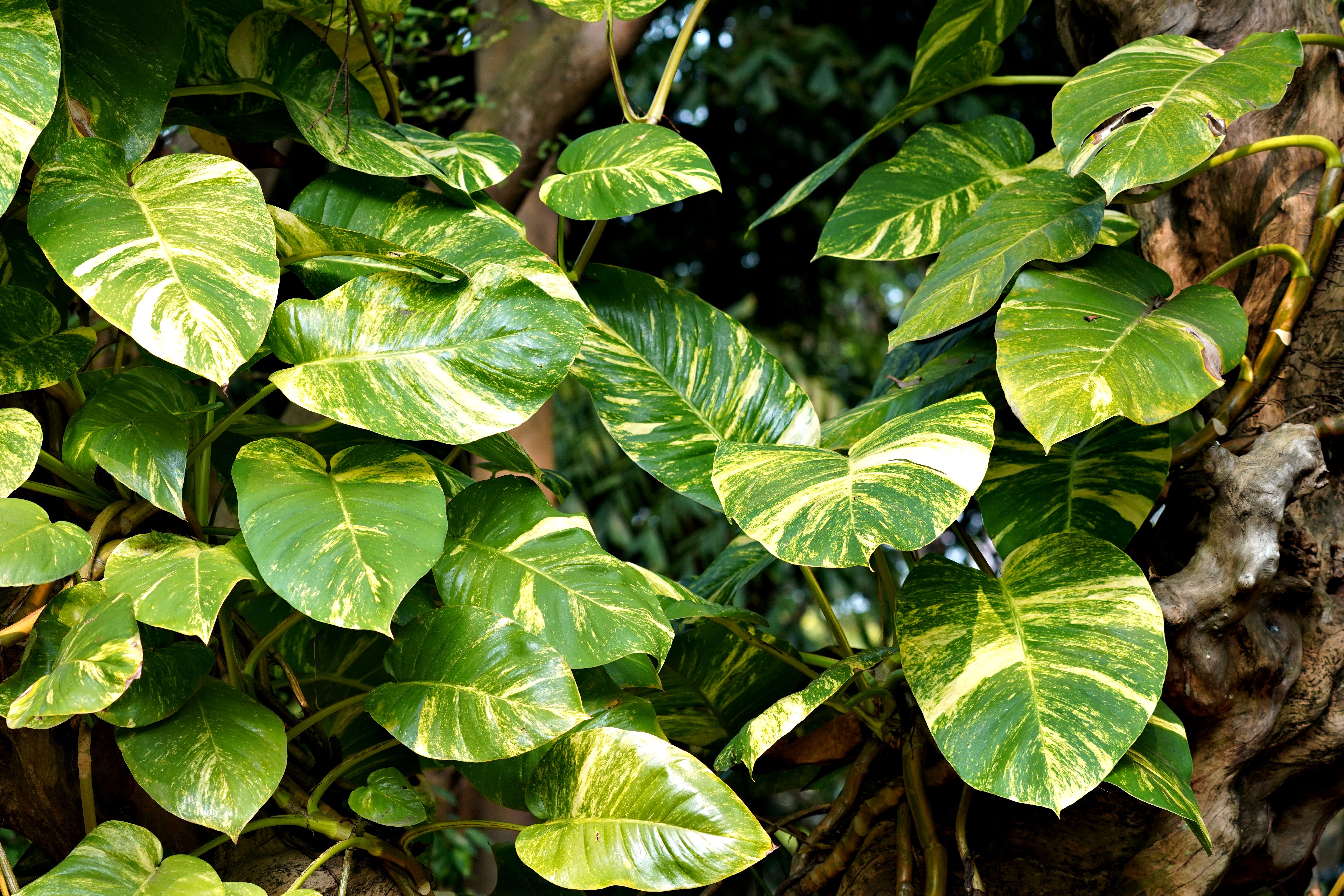 artificial philodendron leaves Faux Philodendron Selloum Plant