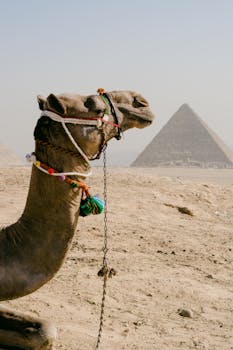 A camel with ornate harness sits in front of the iconic Pyramids of Giza in Egypt.