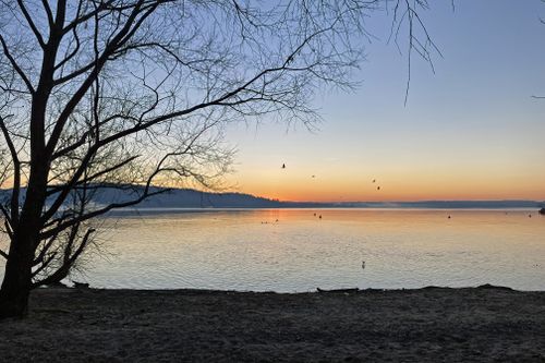 Free A peaceful sunrise over a calm lake with birds and silhouetted tree branches. Stock Photo