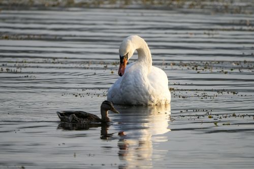 Free A swan and a duck gracefully float on a tranquil lake, creating a peaceful scene. Stock Photo