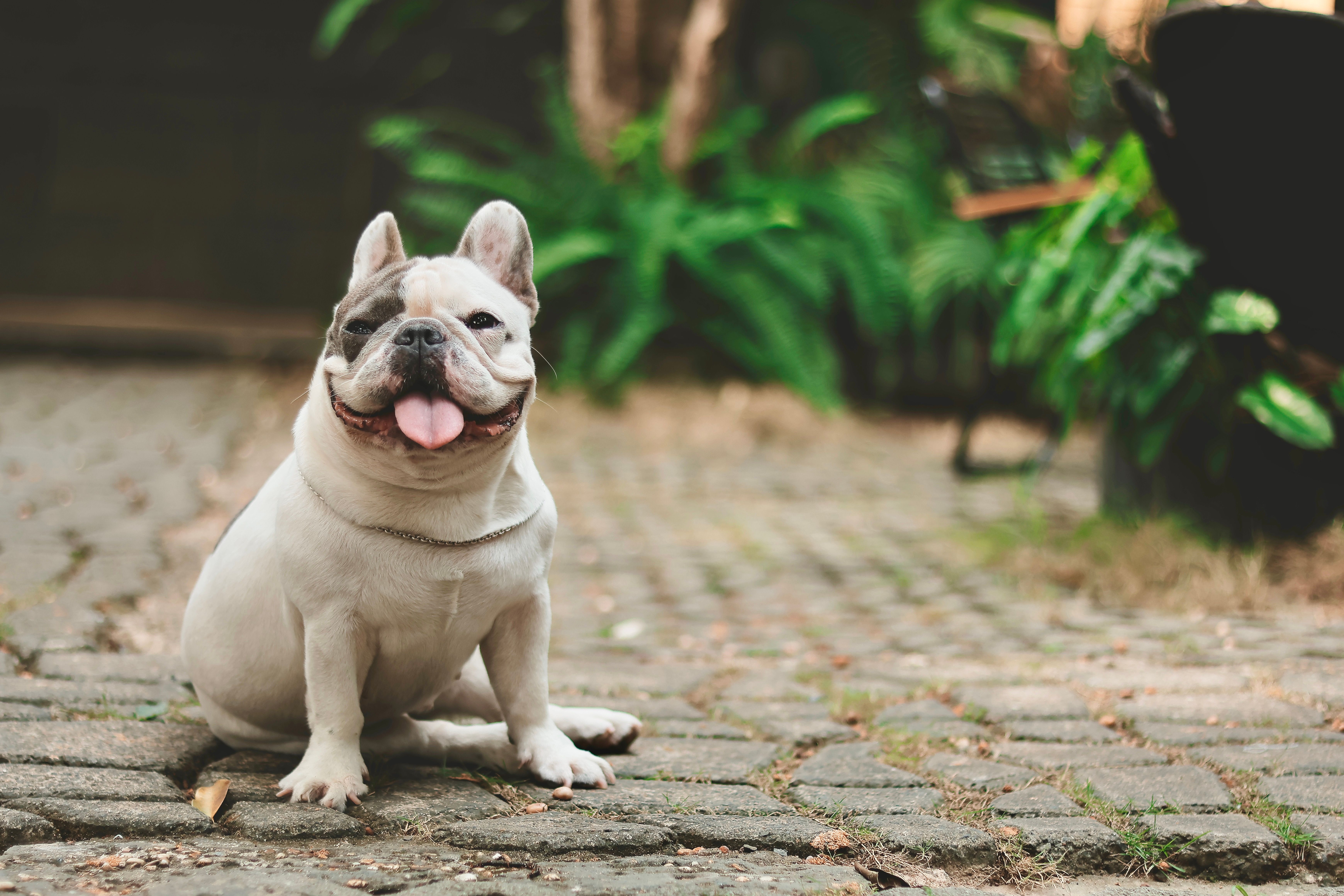 French Bulldog in sitting pose showing body proportions and coat texture