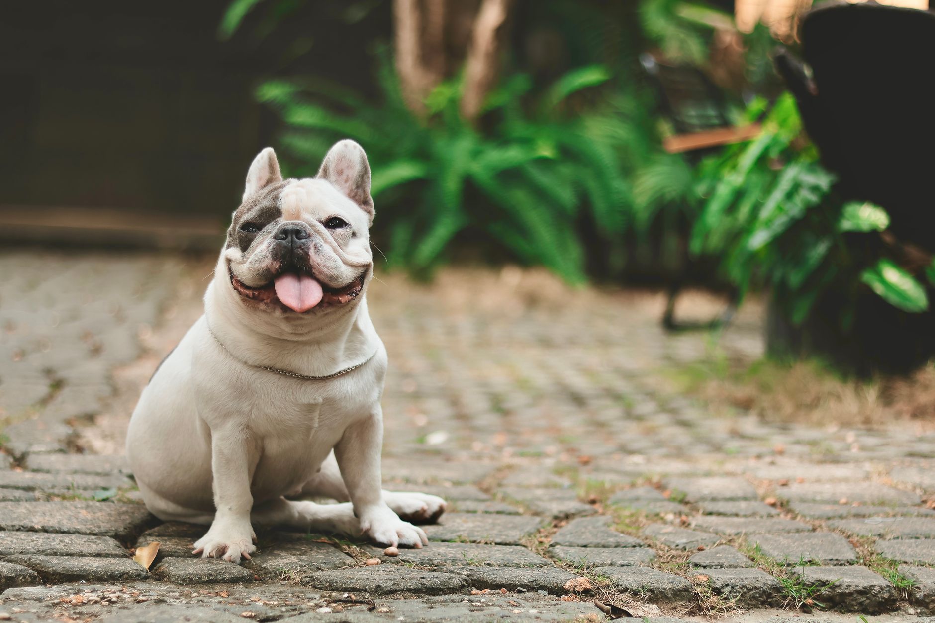 French Bulldog in sitting pose showing body proportions and coat texture