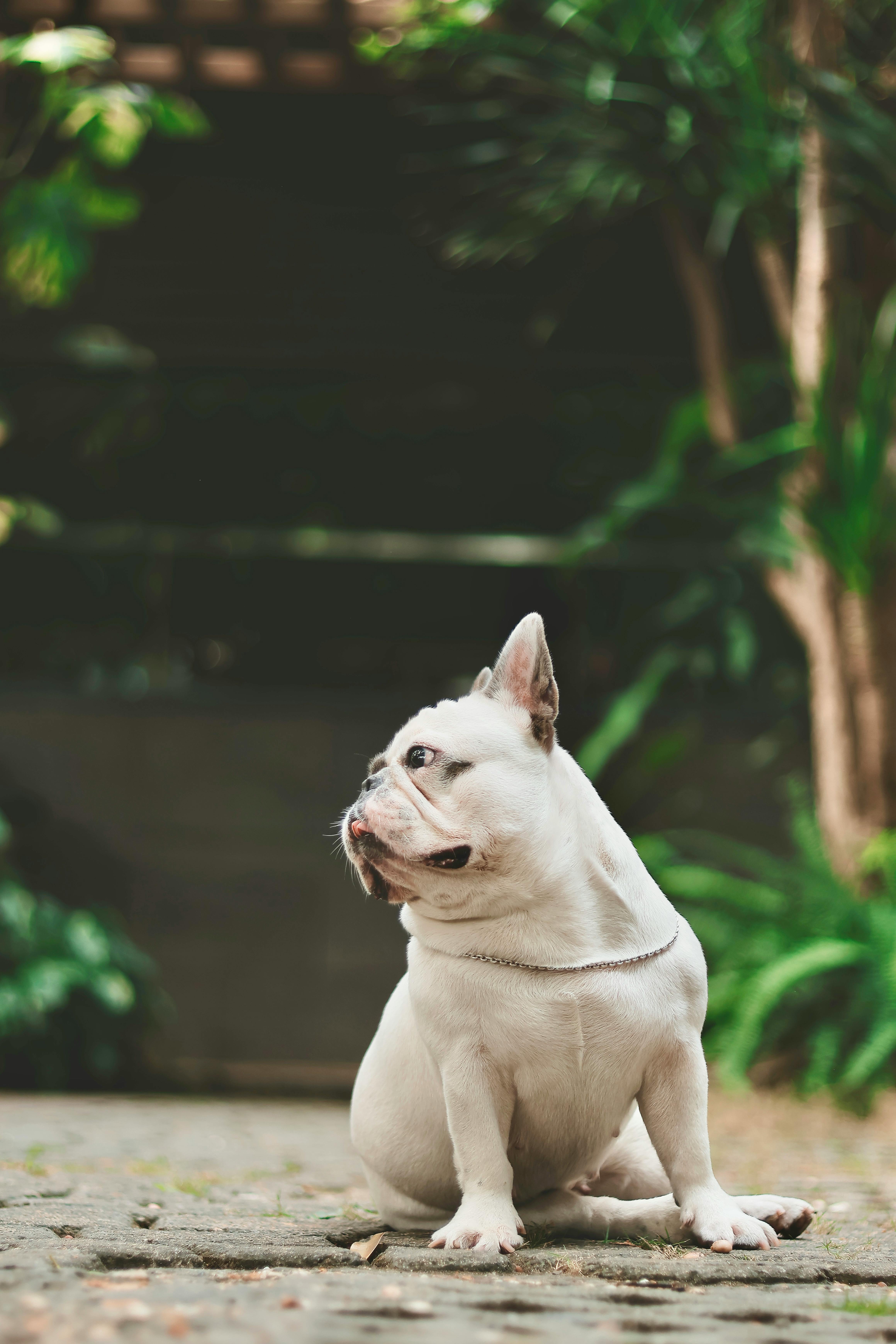 How To Breed Tropical Fish