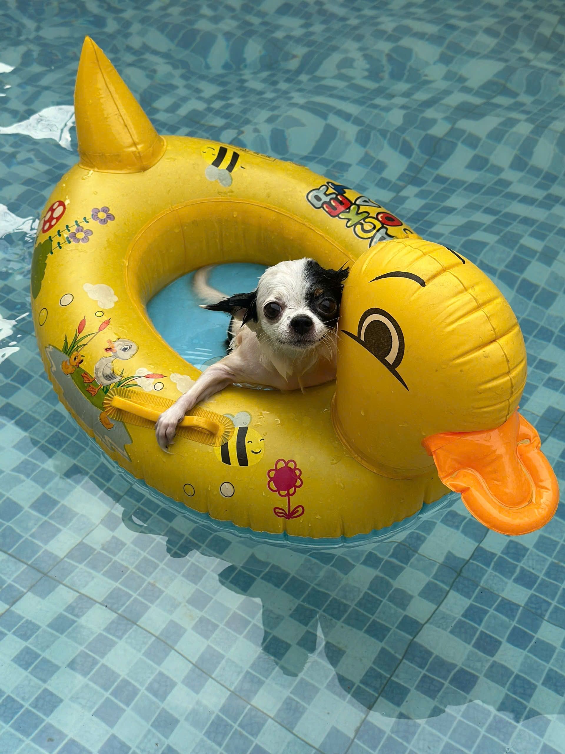 Chihuahua Relaxing on Duck Float in Pool · Free Stock Photo