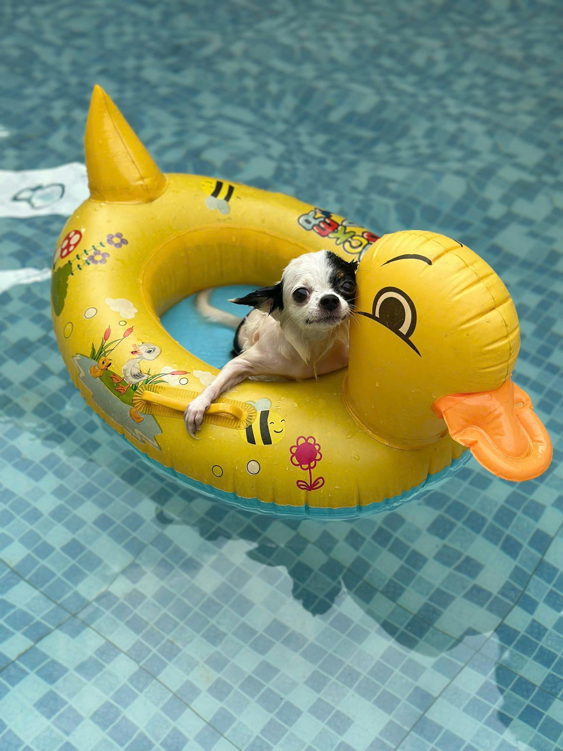 A puppy in a duck flotie in a pool!