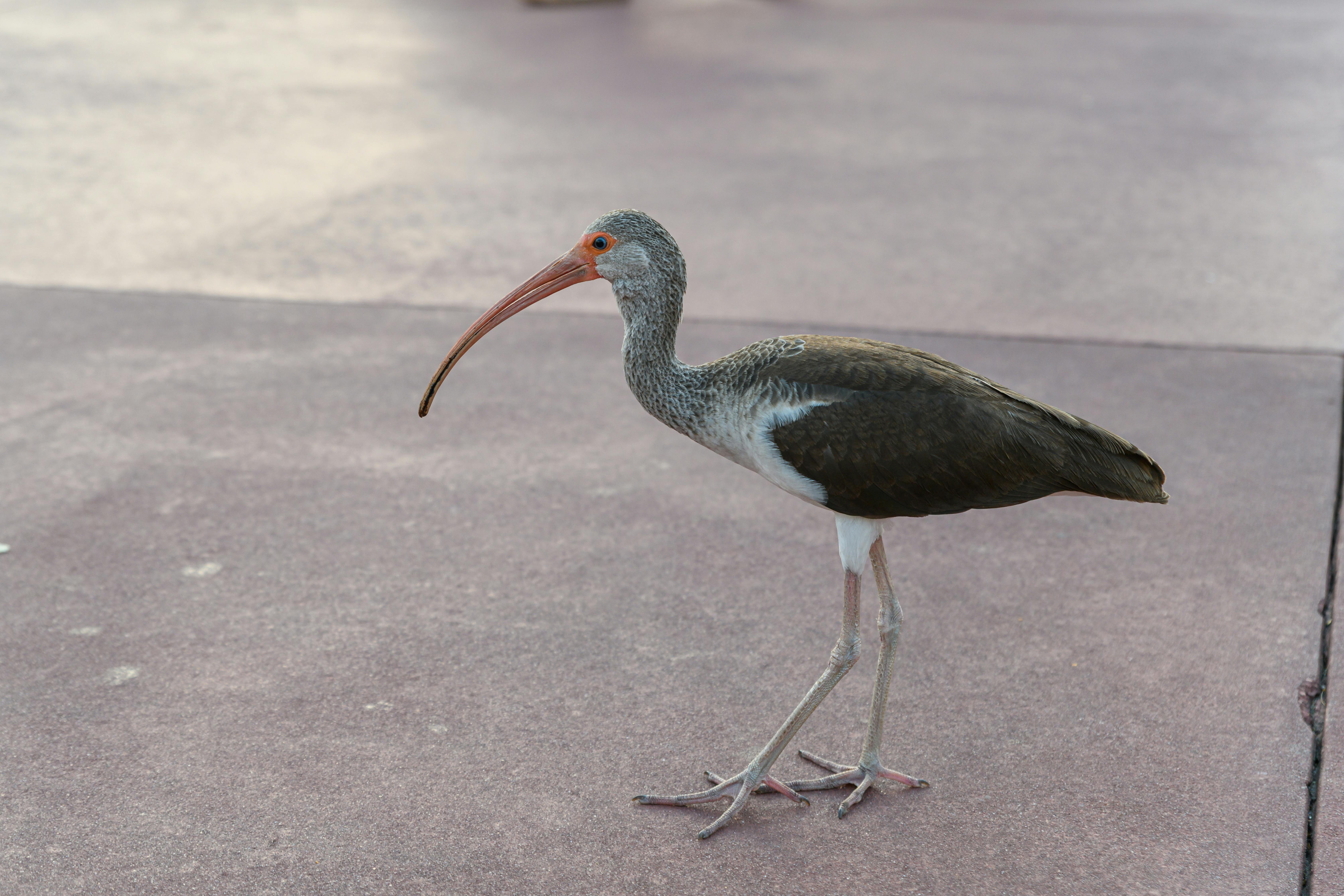 A lone brown and white ibis strolling on an urban sidewalk on a sunny day.