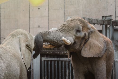 Free Two African elephants interacting at a zoo, showcasing their social behavior and majestic presence. Stock Photo