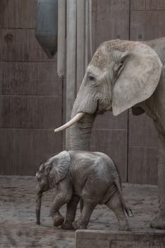 A mother African elephant and her calf walking side by side in an indoor enclosure.