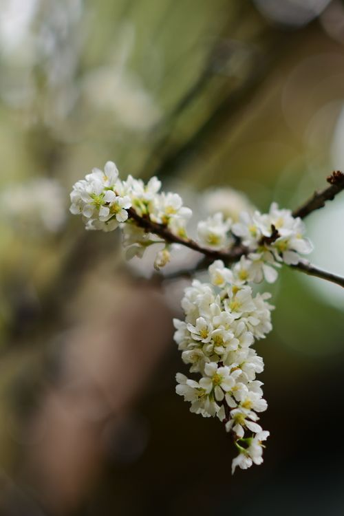 Free Close-up of delicate white flowers on a branch, showcasing spring's natural beauty. Stock Photo