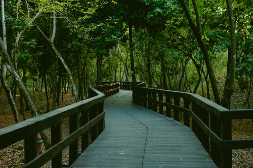 Free A tranquil wooden walkway winding through a dense green forest, evoking a sense of peace and nature. Stock Photo