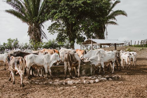 Free A herd of cattle gathers around a watering trough under trees in an outdoor setting. Stock Photo