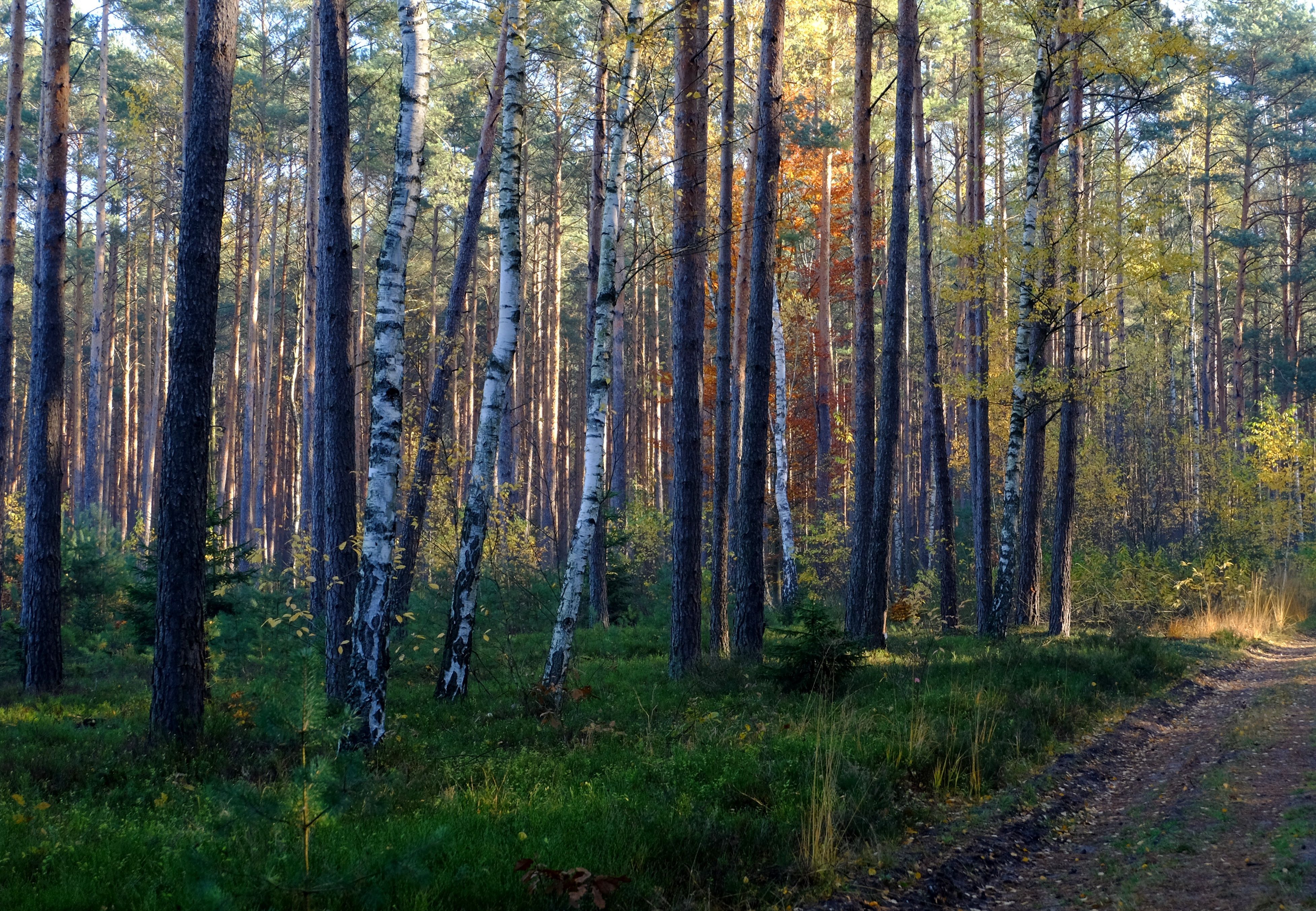 Serene Autumn Forest with Birch and Pine Trees · Free Stock Photo