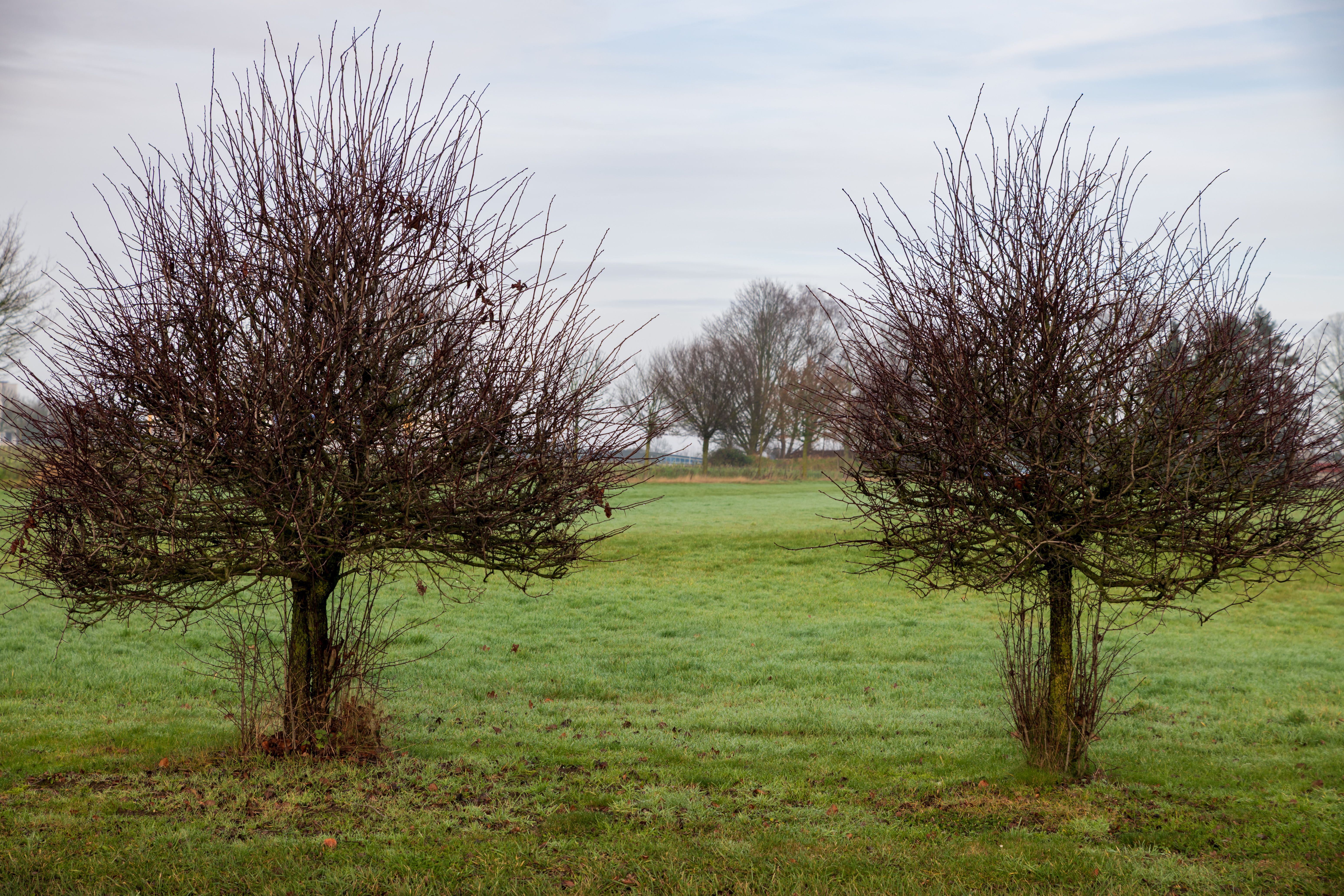Bare Trees in a Serene Winter Landscape · Free Stock Photo