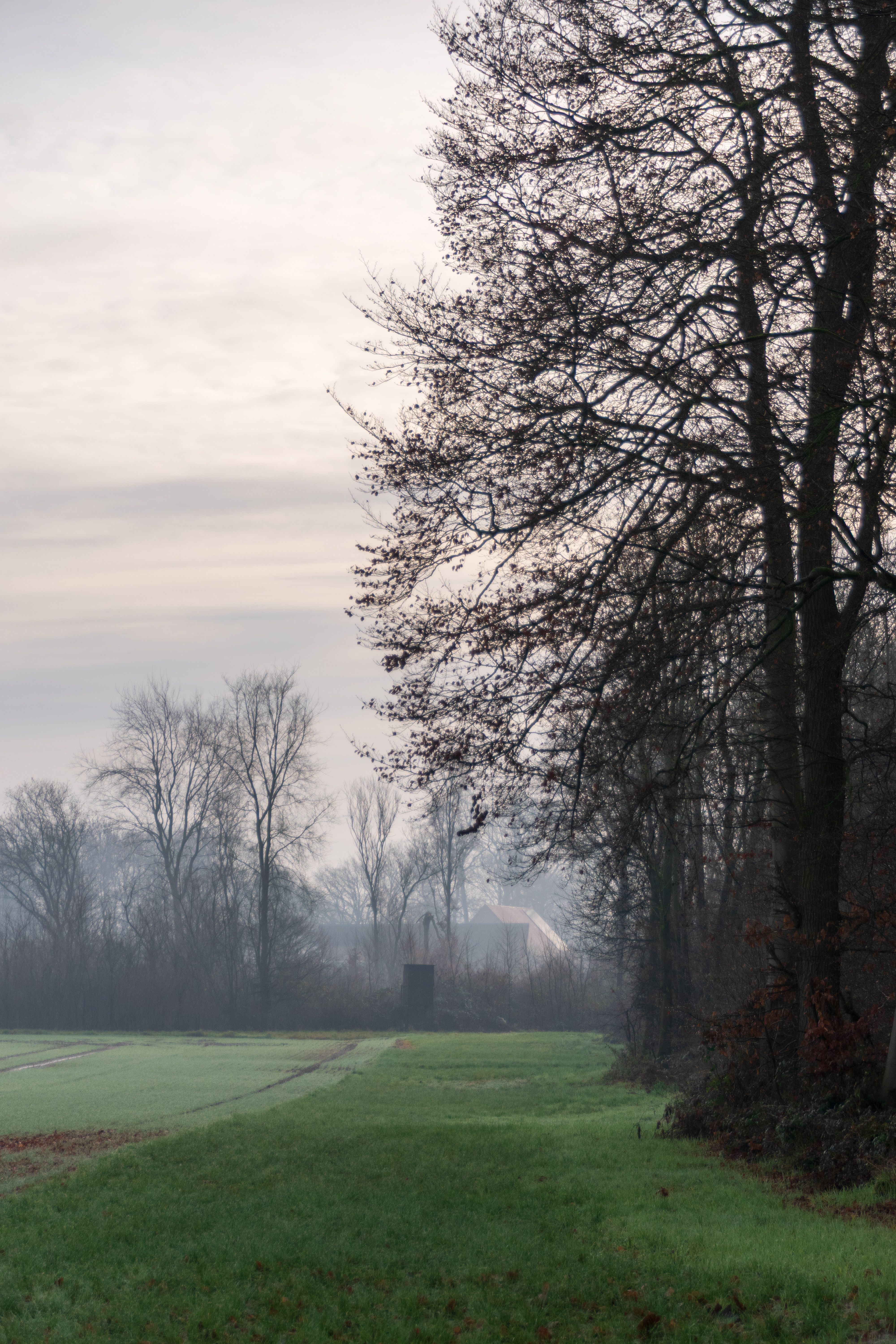 A tranquil winter scene capturing bare trees and soft fog over a green field.