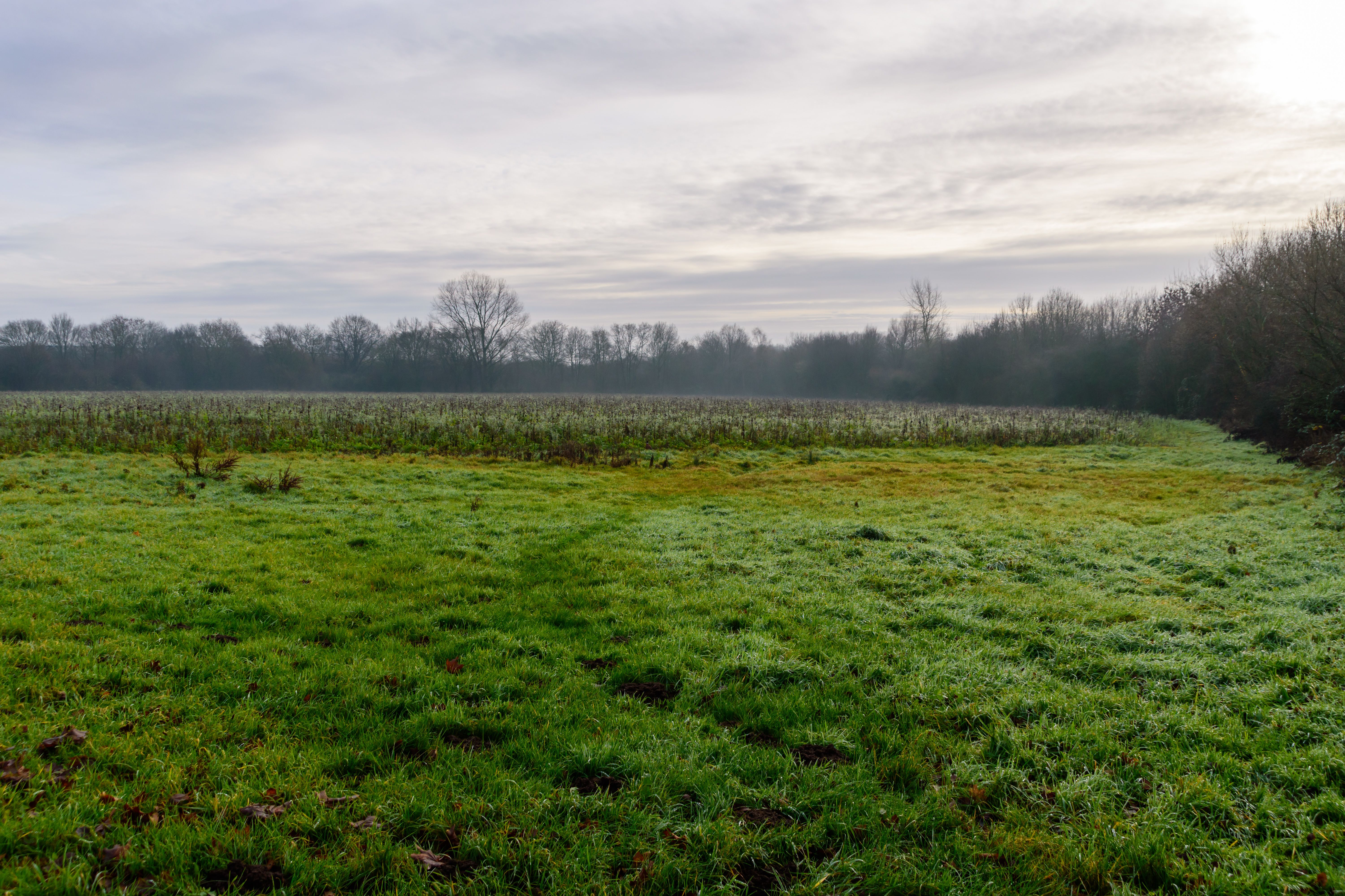 Surveyor marking plot corners during early morning light