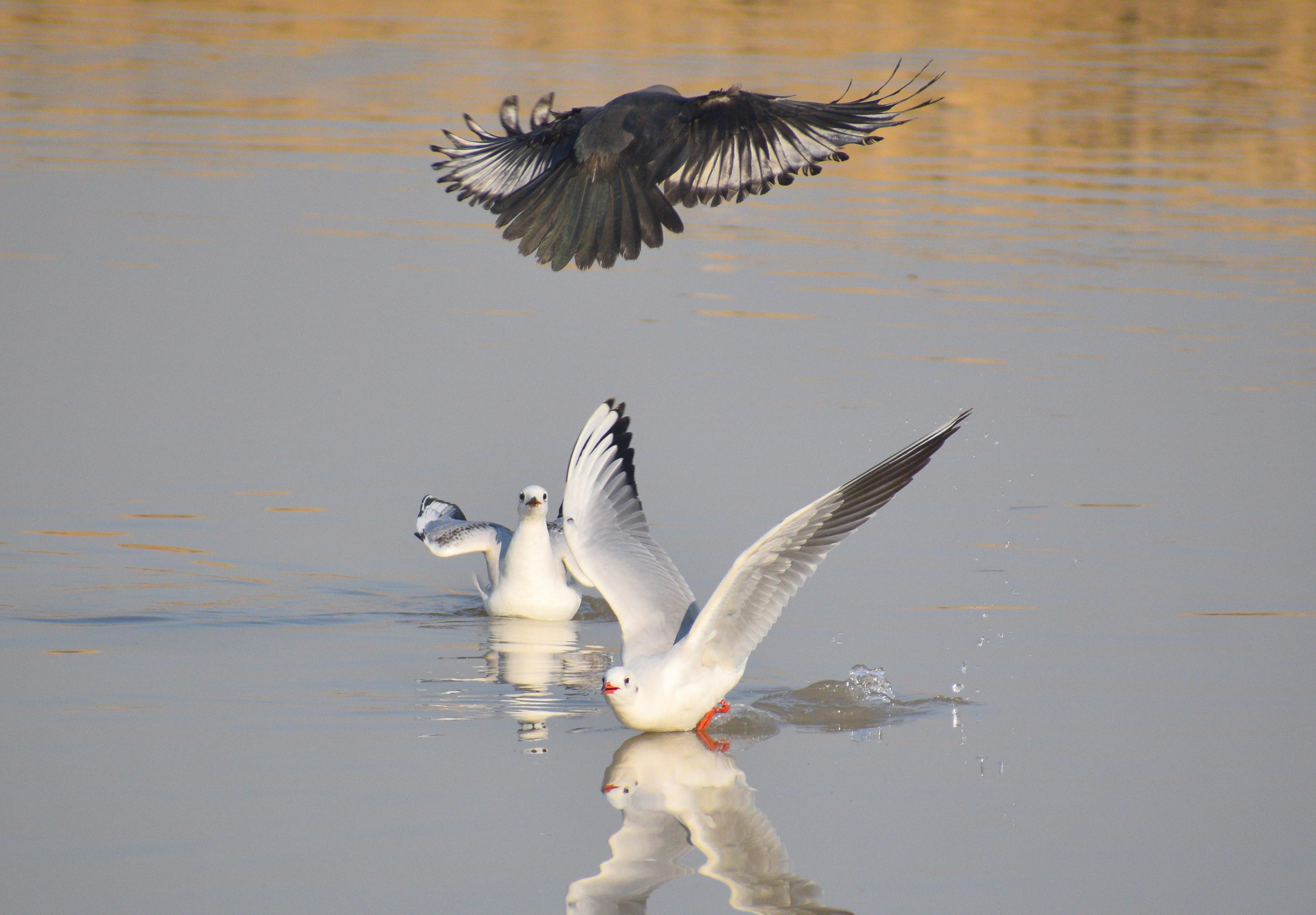 Seagulls and a crow interacting above a tranquil water surface in Sindh, Pakistan.