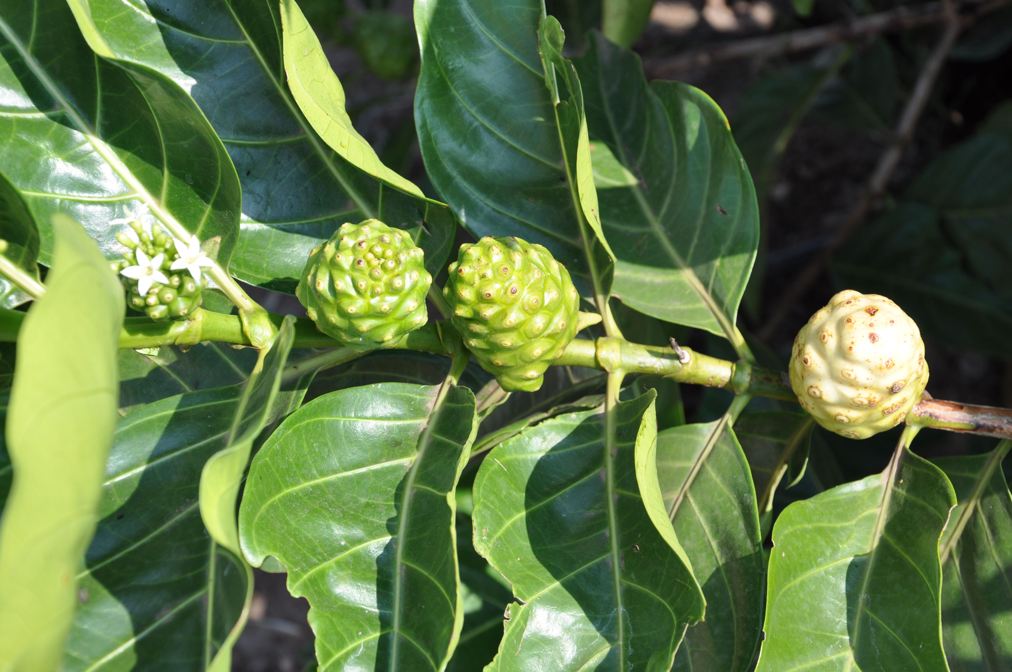 Noni: The Ancient Tropical Fruit Redefining Modern Wellness