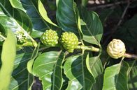Detailed view of noni fruit and leaves. Perfect for nature and agriculture themes.