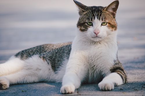 Free A relaxed domestic cat lies on the ground outdoors, enjoying the sunlight. Stock Photo