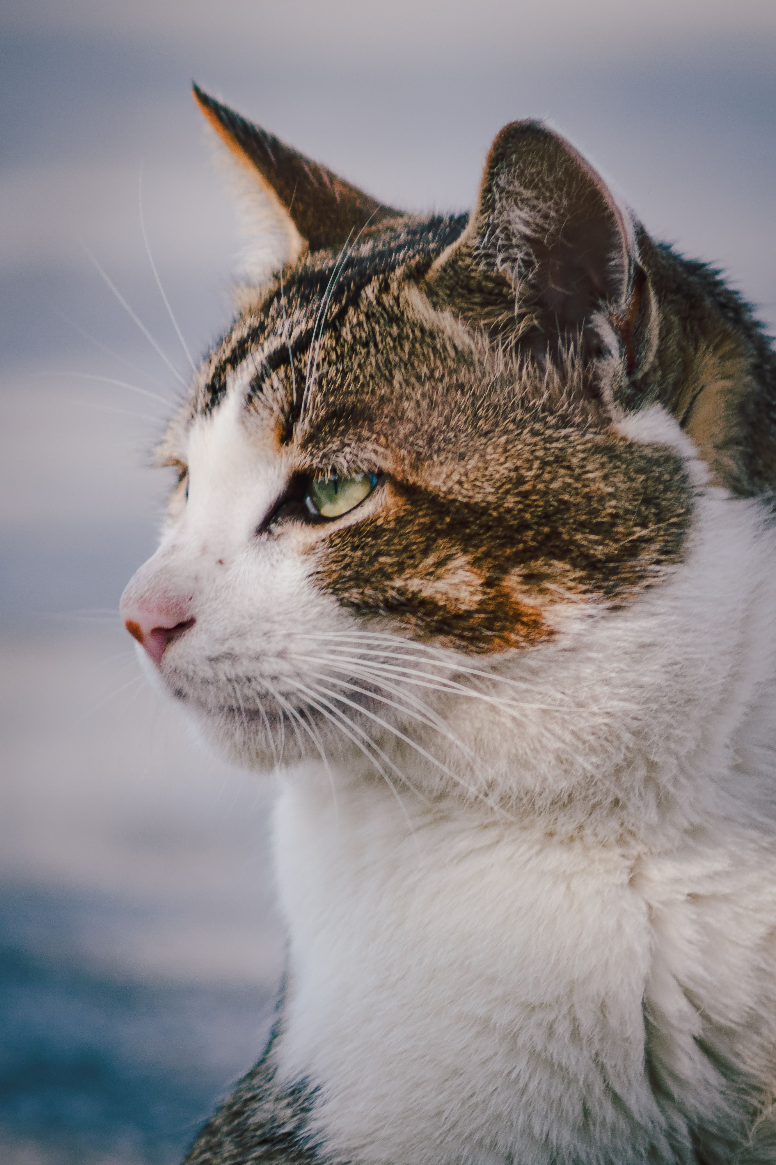 Close-Up Portrait of a Tabby Cat Outdoors · Free Stock Photo