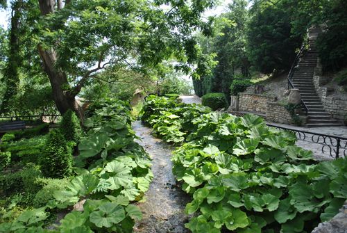 Free Beautiful garden scene with lush green plants and a tranquil stream. Stock Photo