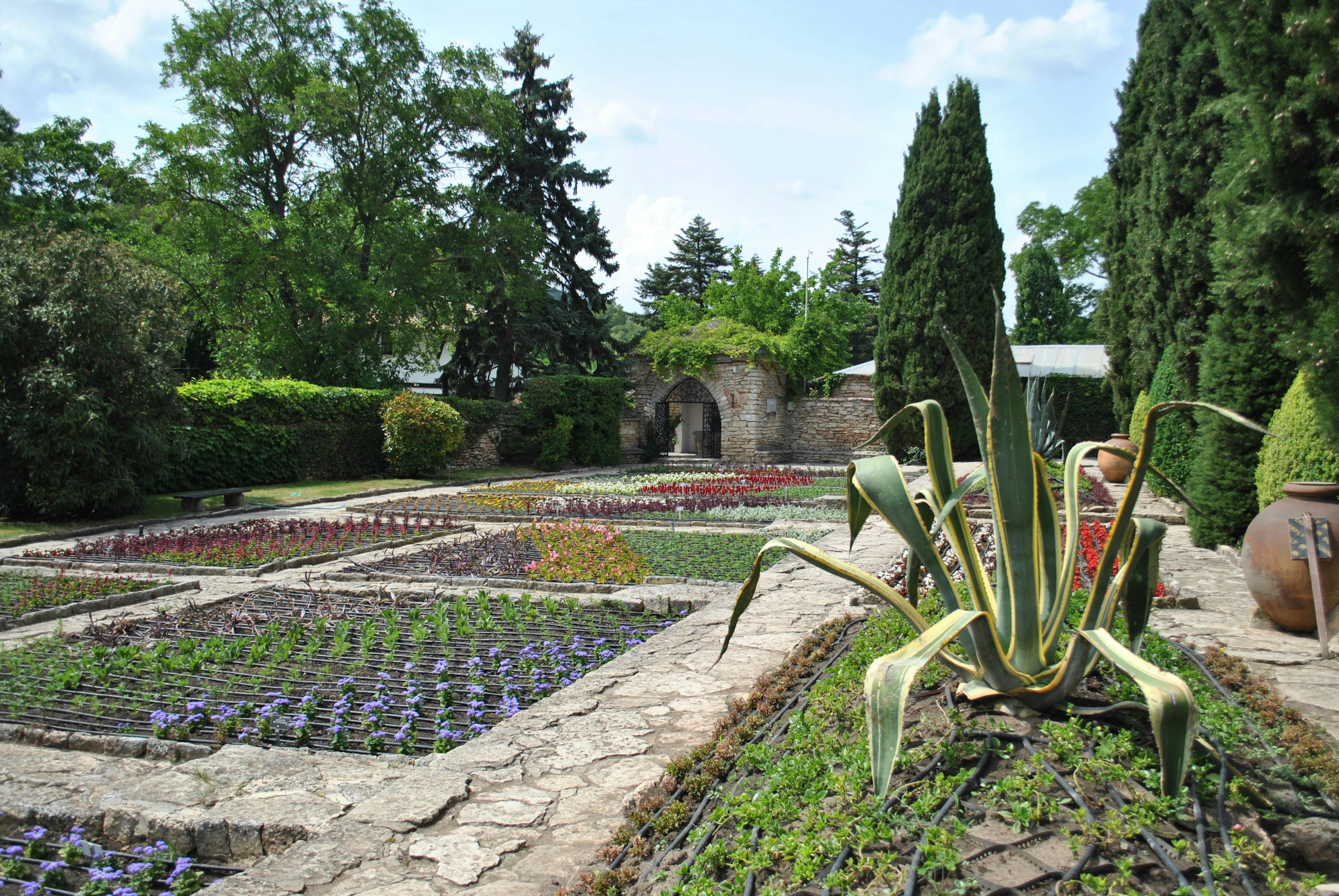 Prepared garden bed ready for planting short season tomatoes